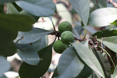 Ficus cyathistipula
